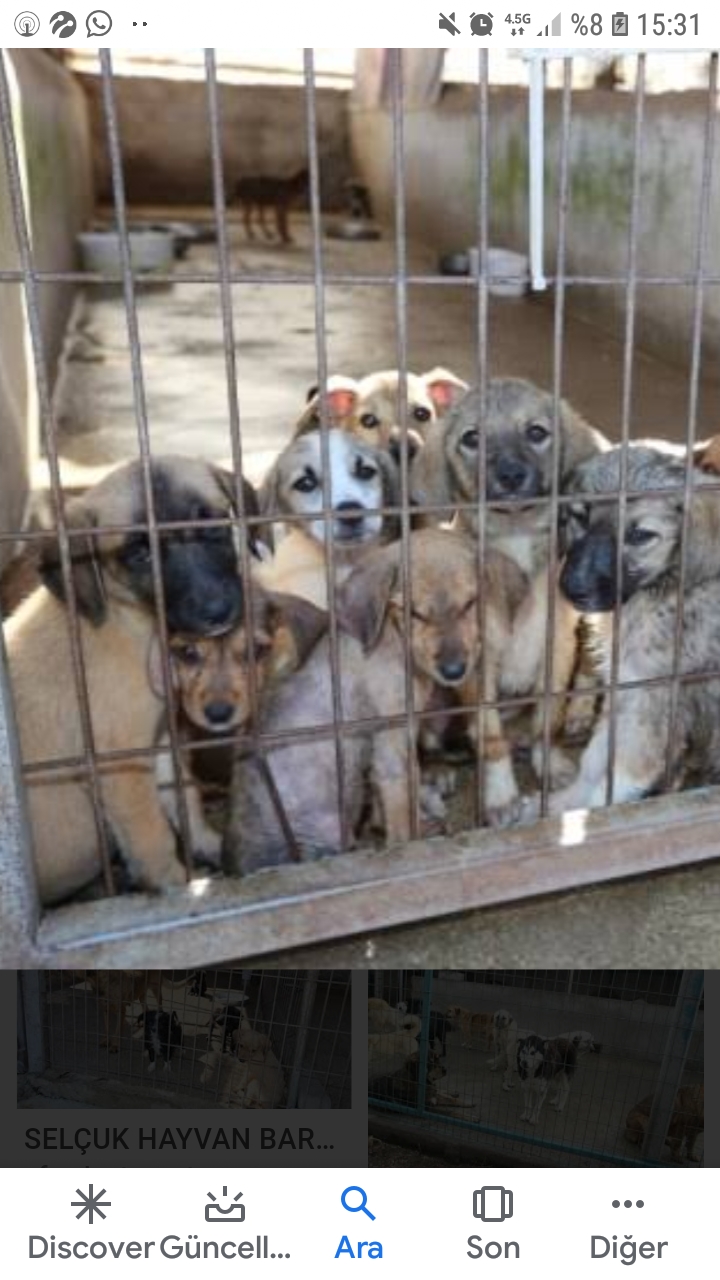 Sakarya ilinin Karasu ilcesinde Yenimahallesinde Sokak Köpeği bakim barinaği Kurulsun