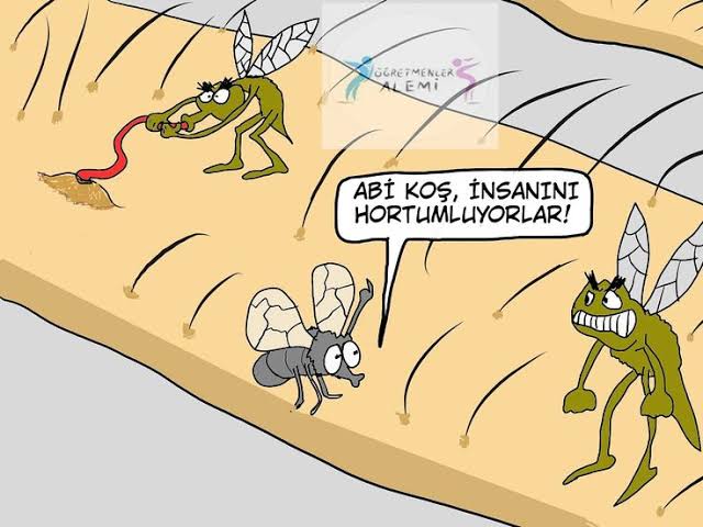 Türkiyedeki sivri sinekler izlandaya tasınsın