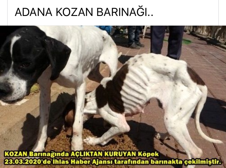 Kozan Belediye Baskani Kazim Ozgan'in Kozan Hayvanlar Barinagindaki hayvanlarin ihmali ve bakimsizlik yuzunden olmeleri yuzunden gorevden alinmasini talep ediyoruz!