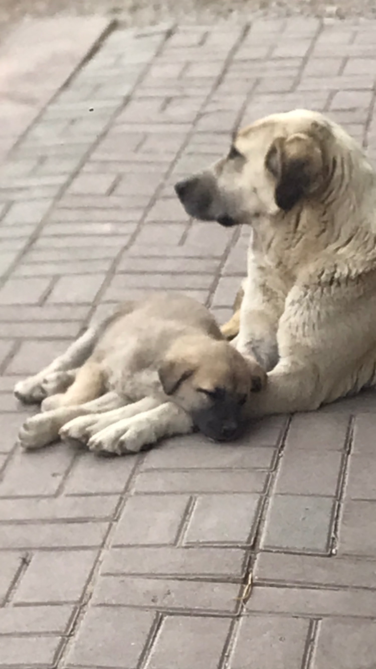 Kırşehir hayvan barınağı büyütülmeli 