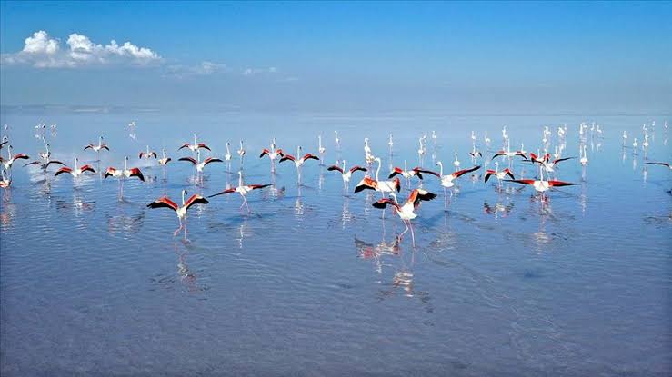 Tuz Gölü Kuruyor, Flamingolar Yok Oluyor: Acil Eylem Planı Talep Ediyoruz!