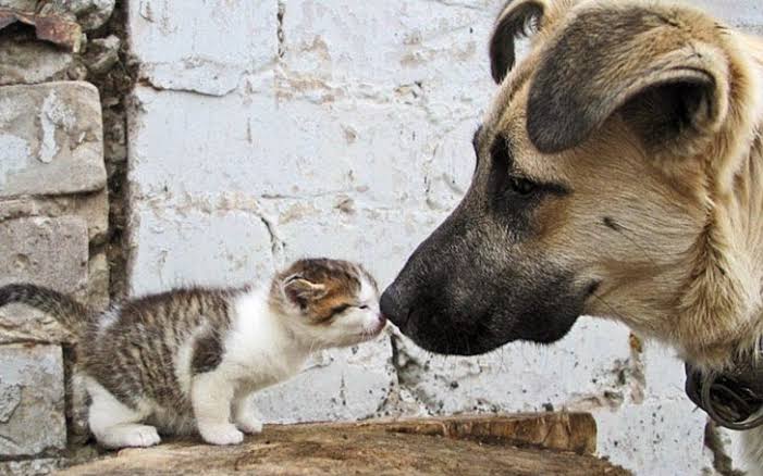 KEDİ VE KÖPEK MAMALARINDA VERGİ ALINMASIN!