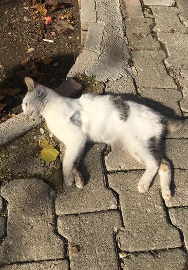 They Killed A Cat In Antalya!