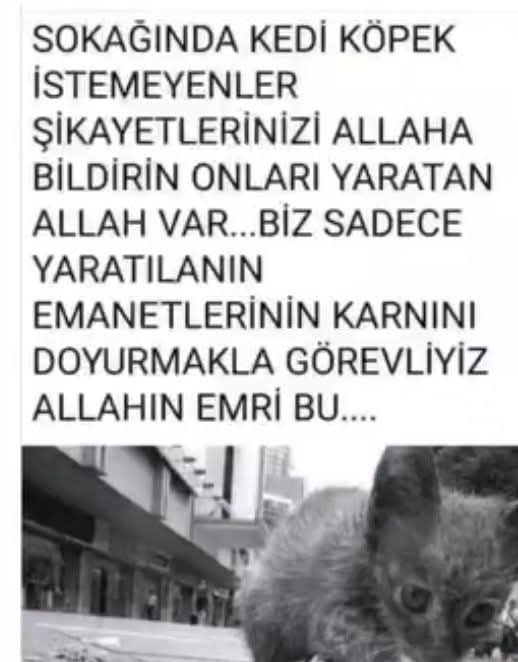 Sokak Hayvanları İçin Yaşam Hakkı: Barınak Kapatma Kararı Gözden Geçirilsin, Canlarımız Güvenli Yaşam Alanlarına Kavuşsun