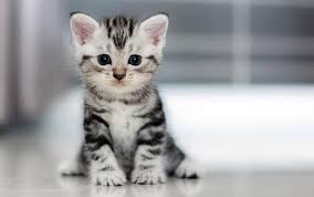 Kedi mamaları için yardım
