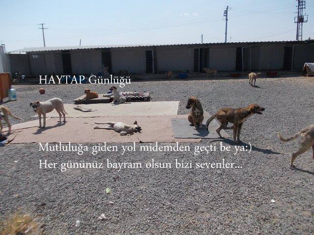 SOKAK HAYVANLARININ İTLAFINA SON VERİN!
