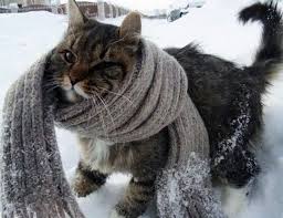 BAĞCILAR BELEDİYESİNDEN SOKAKTAKİ DOSTLARIMIZ İÇİN KEDİ EVLERİ İSTİYORUZ