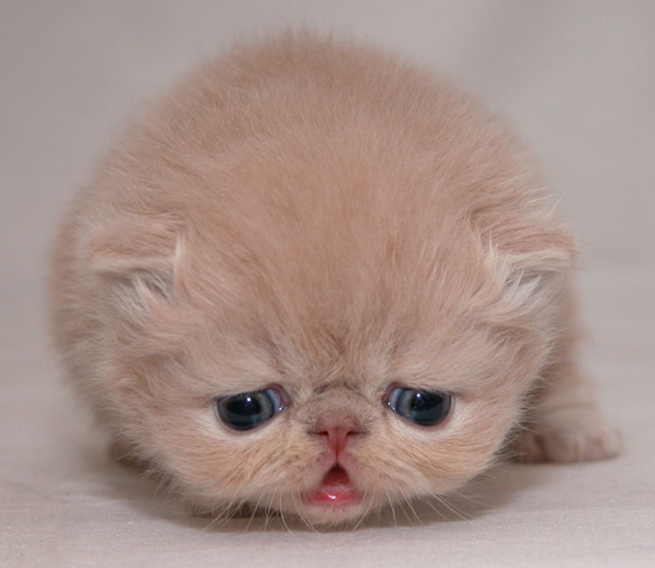 O KEDİ BENİM KEDİMDİR ! O HERİF HAPSE LÜTFEN