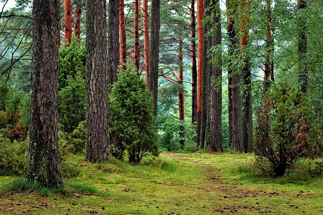 Çiçek Sokak'ta Çocuk Parkı İstiyoruz