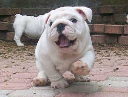 petshoplar kapatılmasın hayvanlar evlerini bulsun