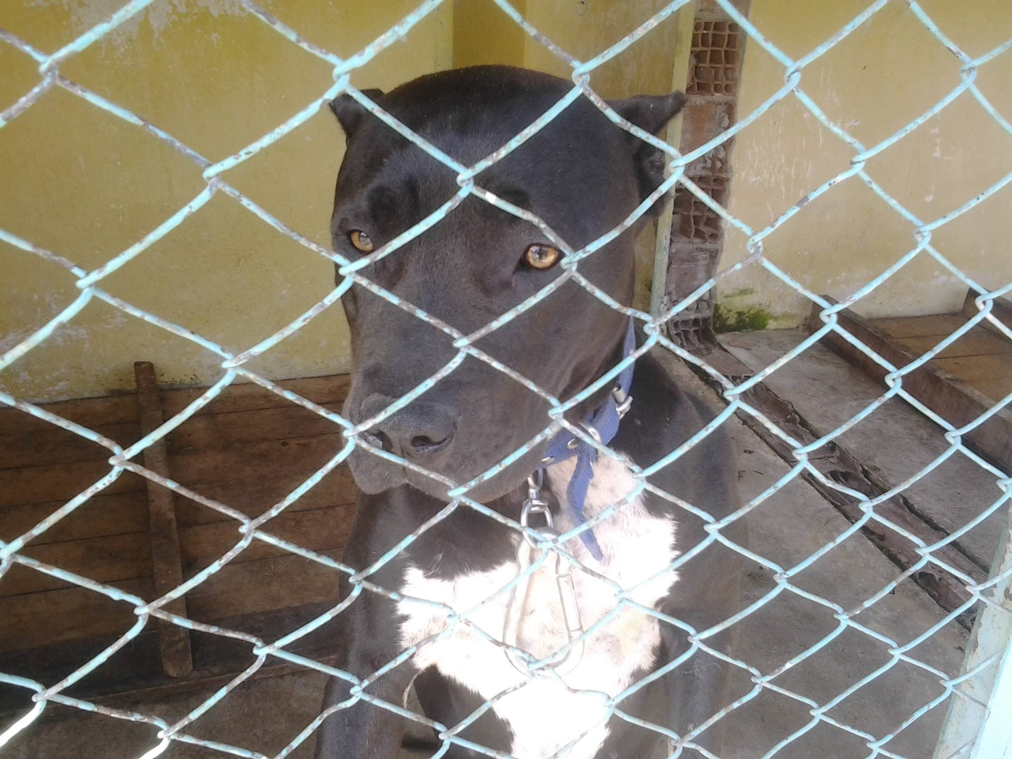Barınak Maduru ŞANS Pitbull @MersinValiligi
