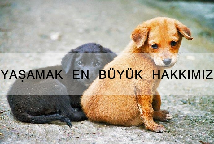 Mersin/Anamur için HAYVAN BARINAĞI İSTİYORUZ