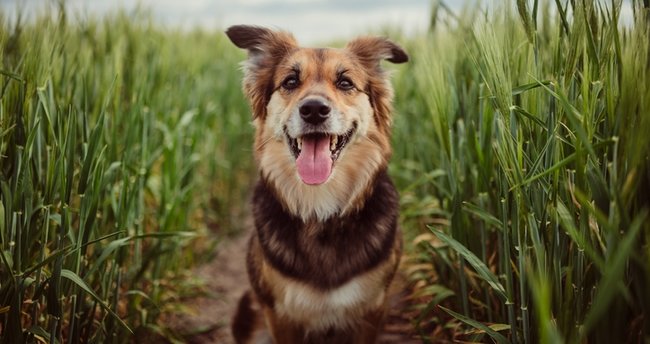 Sokak Köpekleri Koruma