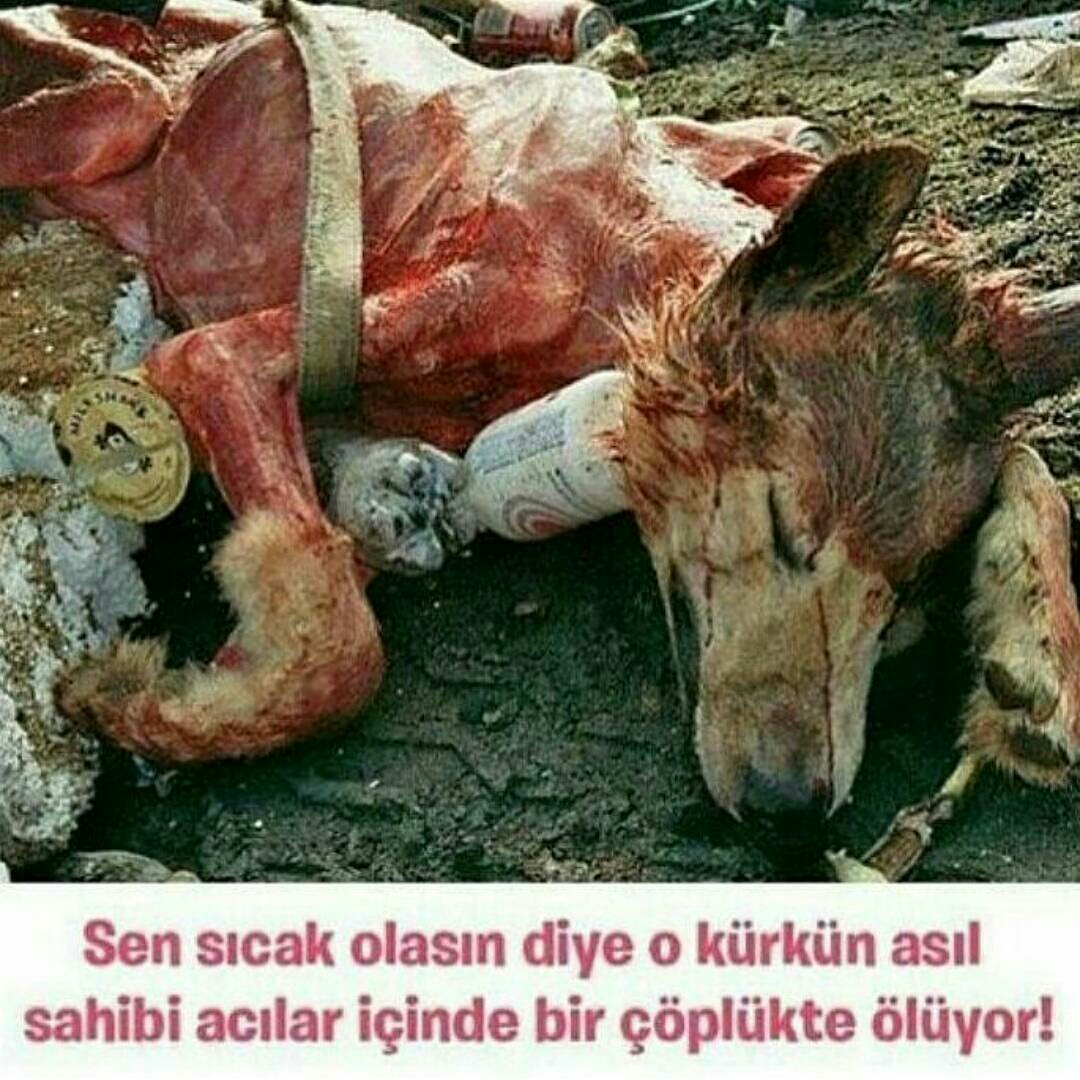 hayvanların kürkü siz sıcak durun diye yaratılmadı! #hayvanhaklarıfederasyonu #haytap