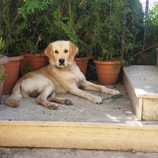 Petshoplarda Hayvan Satışına Hayır !!!