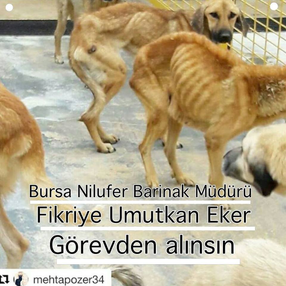 Nilufer Belediyesi Hayvan Barinagindaki Rezalet