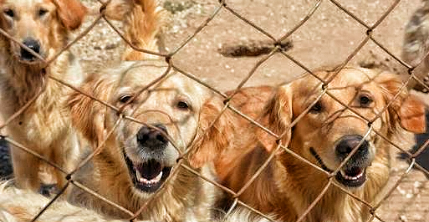 TORBALI BELEDIYESI MESIRE YETINDEN KISIRLASTIRMA BAHANESIYLE ALDIGIN KÖPEKLERIMIZI GERIYE GETİR