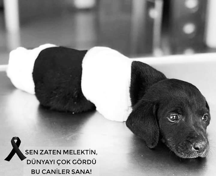 Hayvana şiddete hayır
