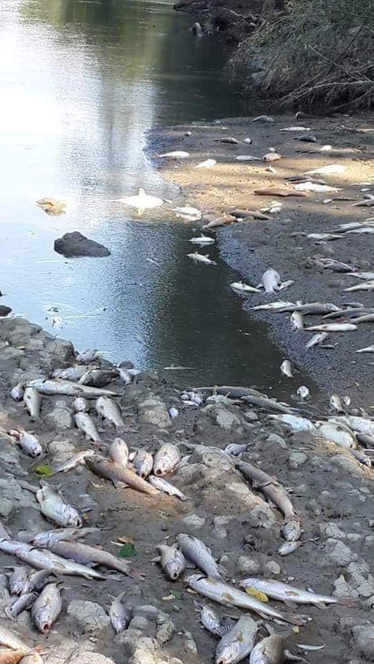 Sakarya nehrindeki katliama dur demek için yardımınıza ihtiyacımız var