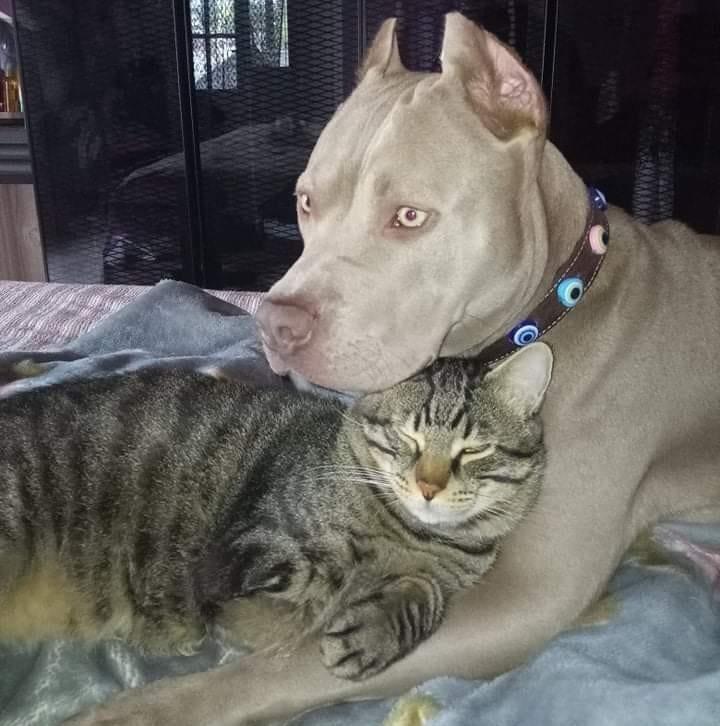Pitbulların yasak ırk kapsamından kalkmasını istiyoruz