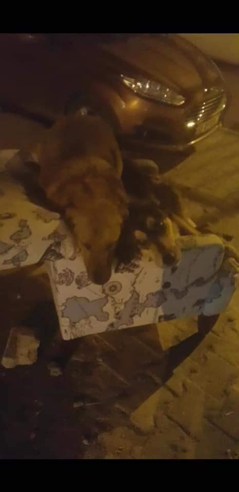 TURGUTLU BLD.BŞKYRD.SI EVREN ERBAŞ SER ANNENİN BABANIN OTURDUĞU ACARLAR MAH.GÜNEŞ SOK.TAN ALDIĞIN 2 SOKAK KÖPEĞİNİ AYNI SOKAĞA GERİ BIRAK.