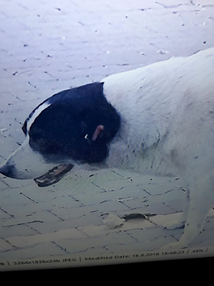 Çıtır'a Yaşam Hakkı 